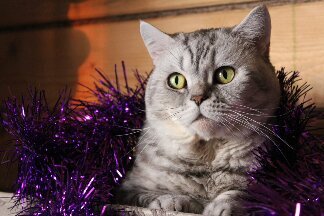 ����� �� ���� ���� �� ������?�