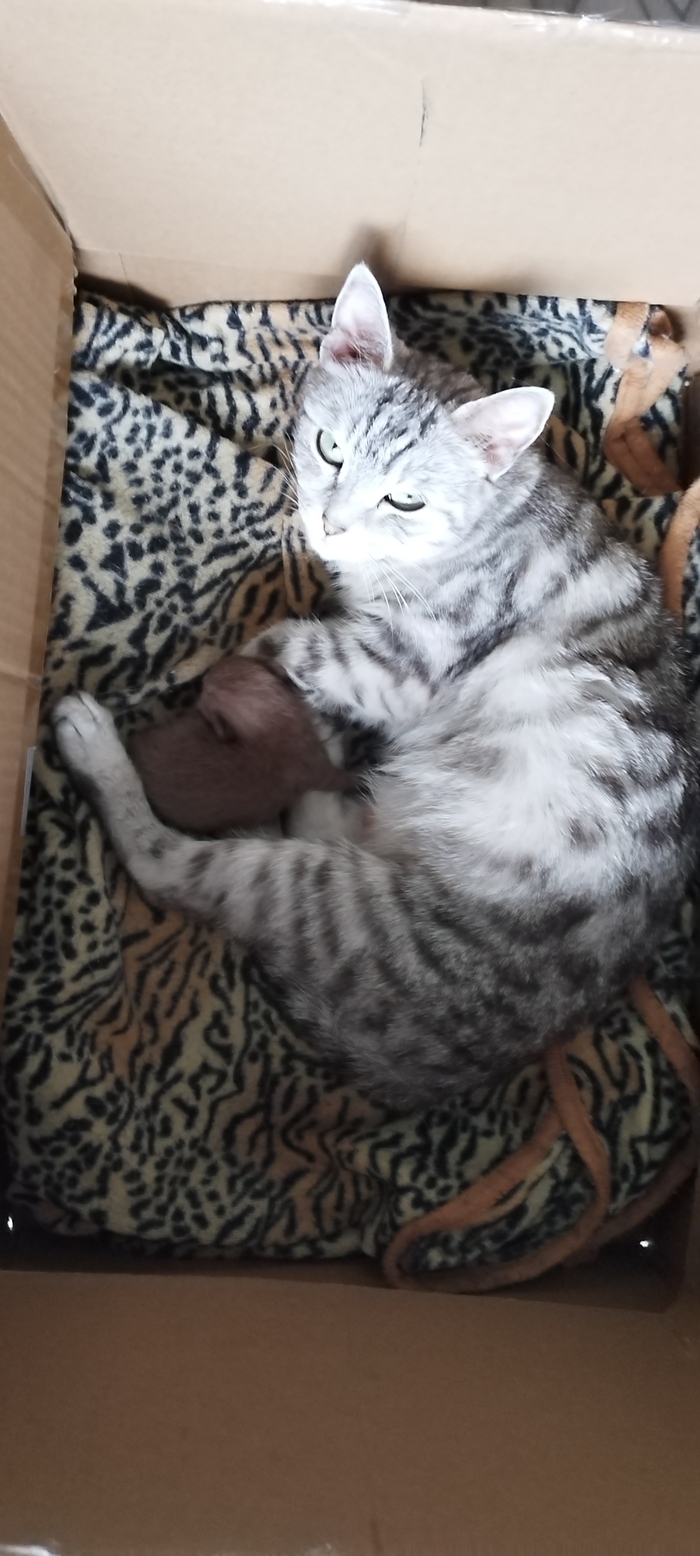 ���� ����� ������� ������)