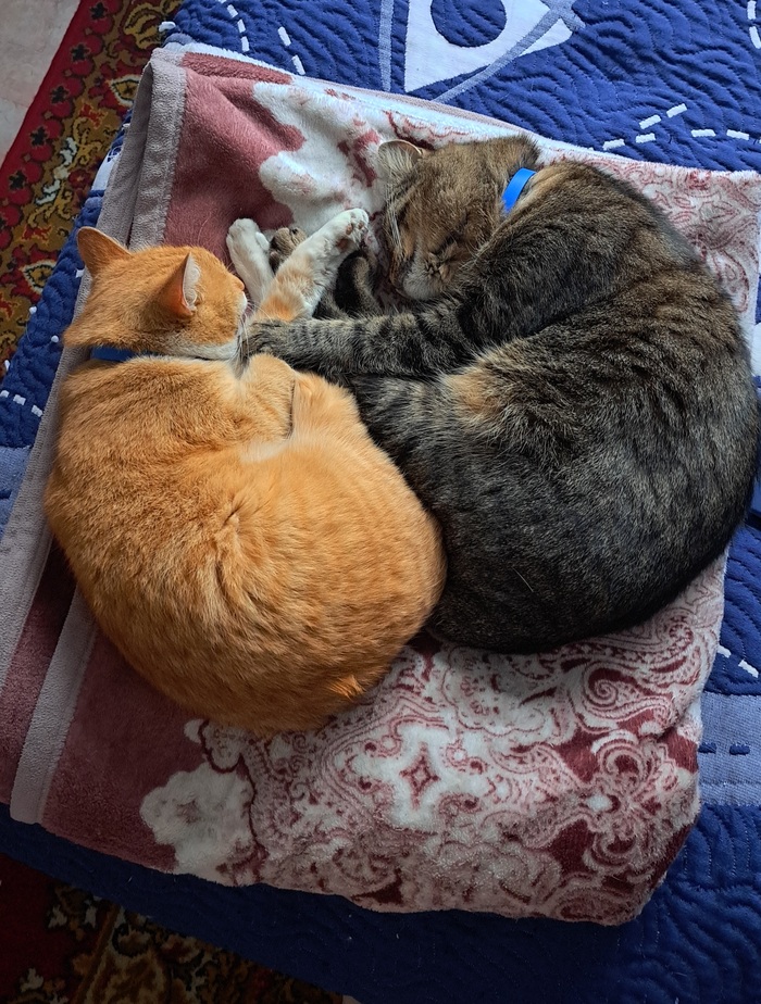 �� ����� �����