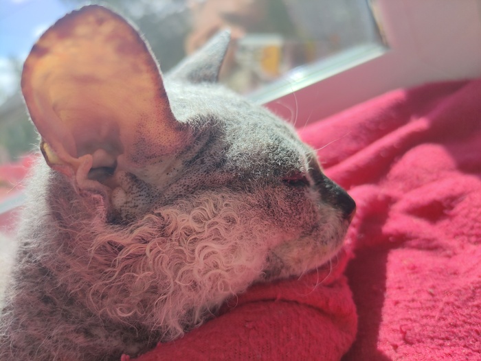 Ну раз бунд, то вот вам моя котя, она тоже хочет плюсов)