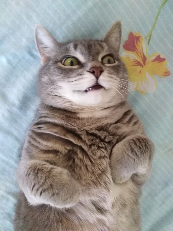 ��� �������