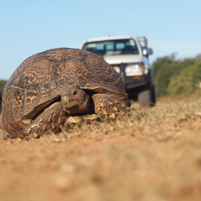 Внимание, черепаха!