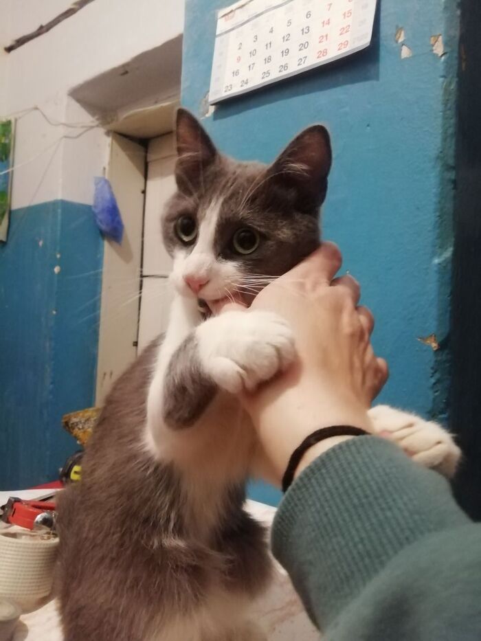 Бунд! Котенька бунтует