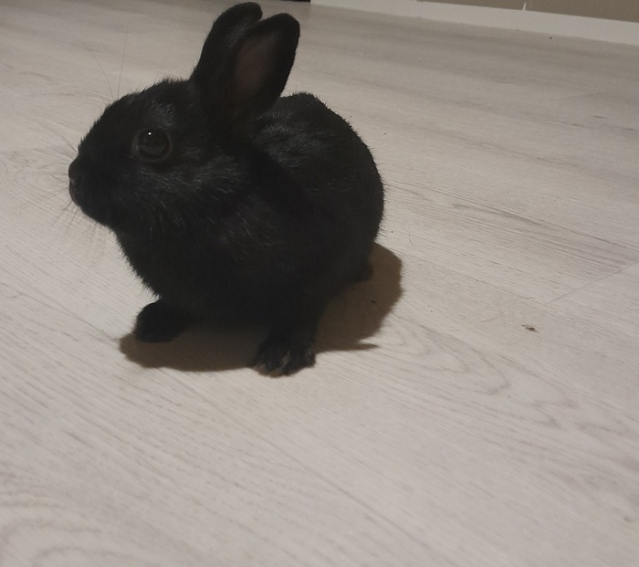 Плюсов крольчихе?