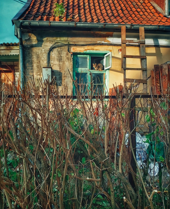 Кошка на окошке