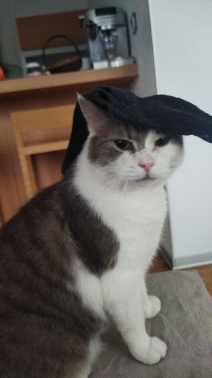 Котик француз тоже хочет ваших плюсиков!