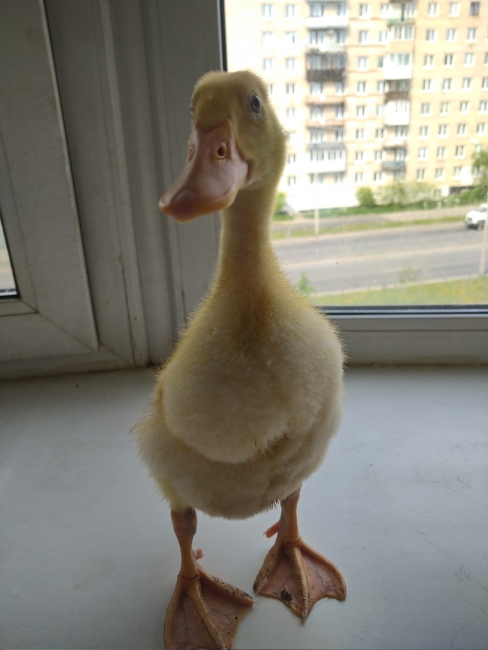   ! , , 