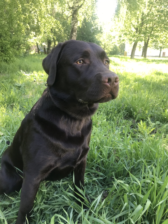 А где мои плюсики?) вот собачку вам в ленту