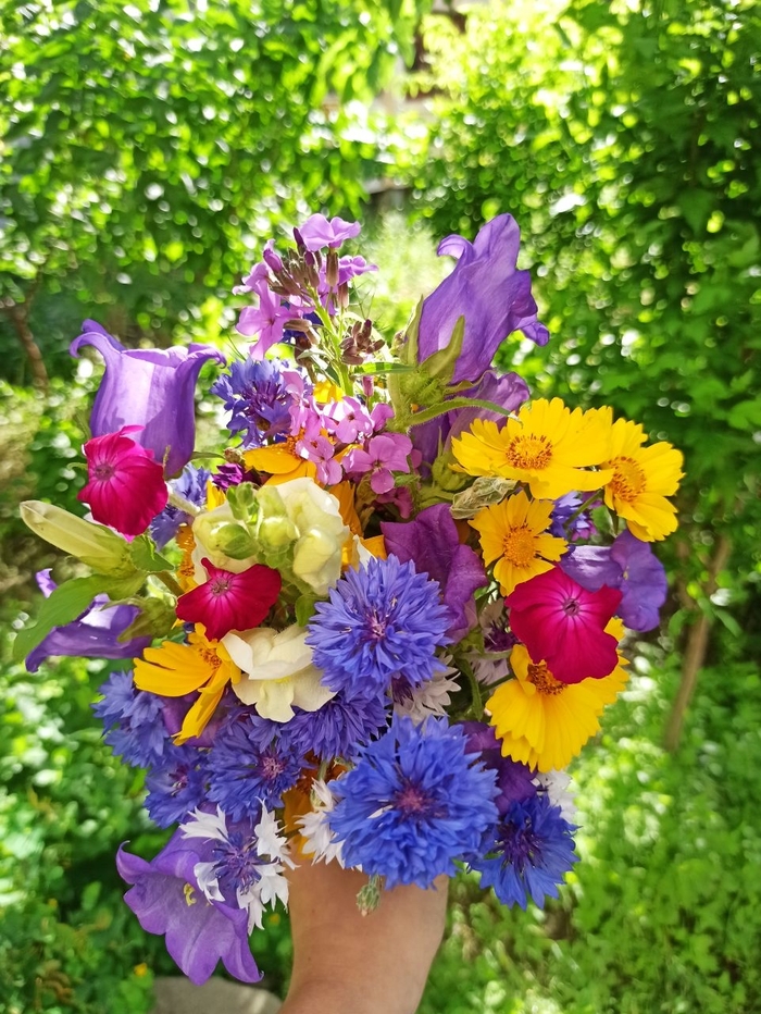 ������ ������ ����