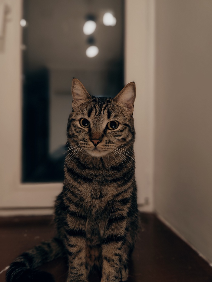 Если бунтовать, то с котиками