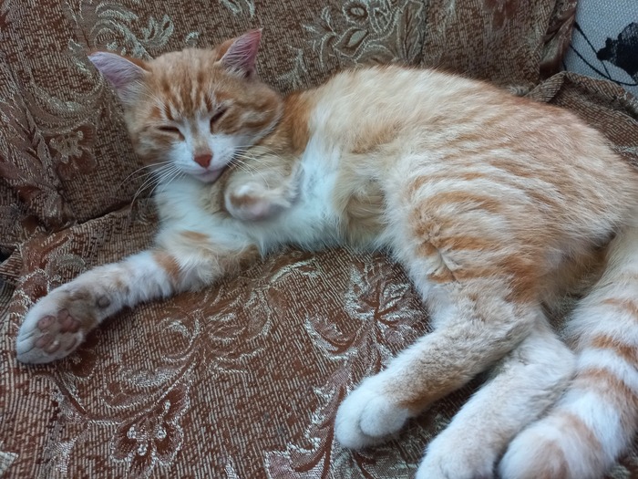 �������������� �������