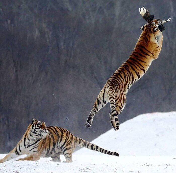 Тигр поймал цесарку