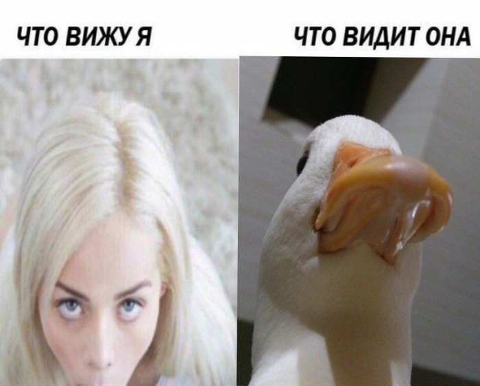2 пост с гусем