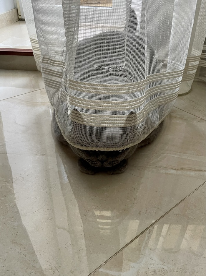 ����, ��� ����