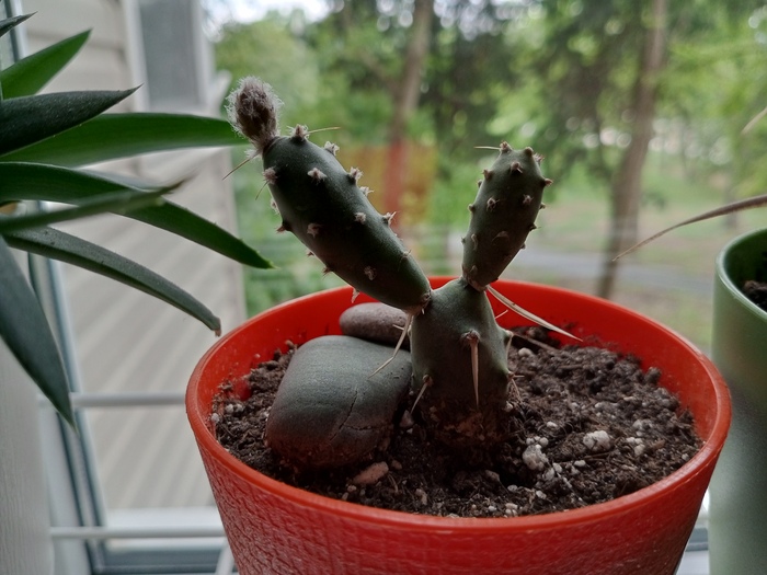 Ну а чем я хуже. Кактус Степан