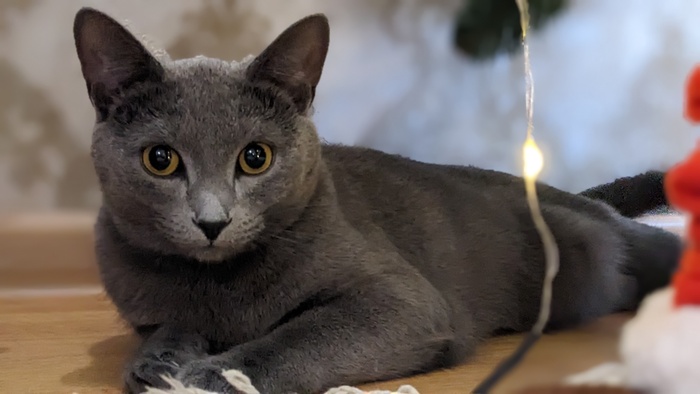 Кот за Бунд!