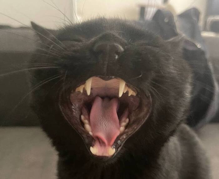 Котя сбунтовался)