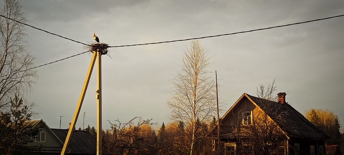 ������ ������