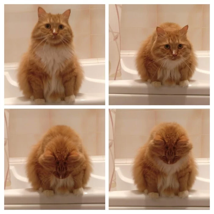 Кот бунтует в ванну