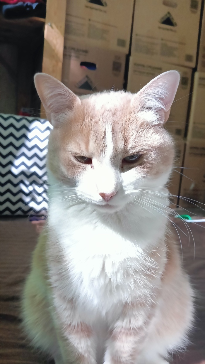 Кот-будильник