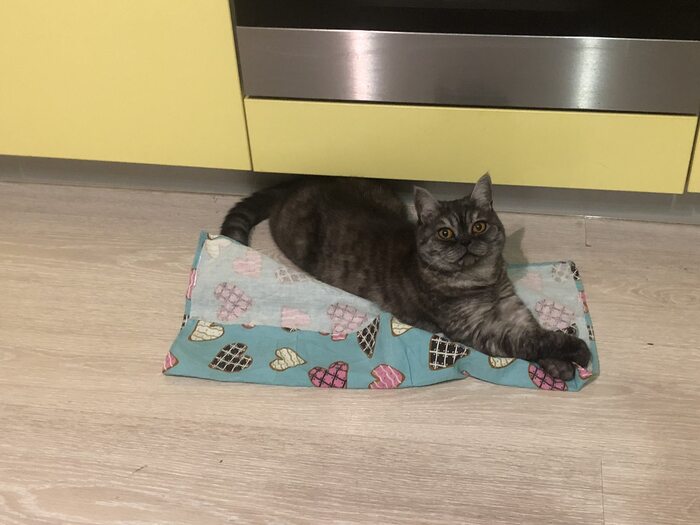 Крока - кошка-бунтарь!