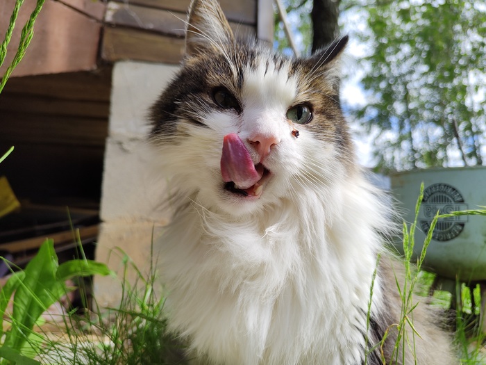 �������� ����, ������� ������� ����