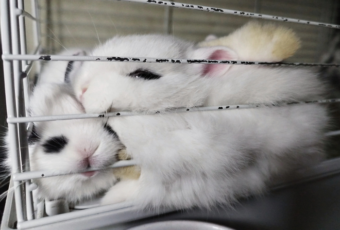 ������� �� �������