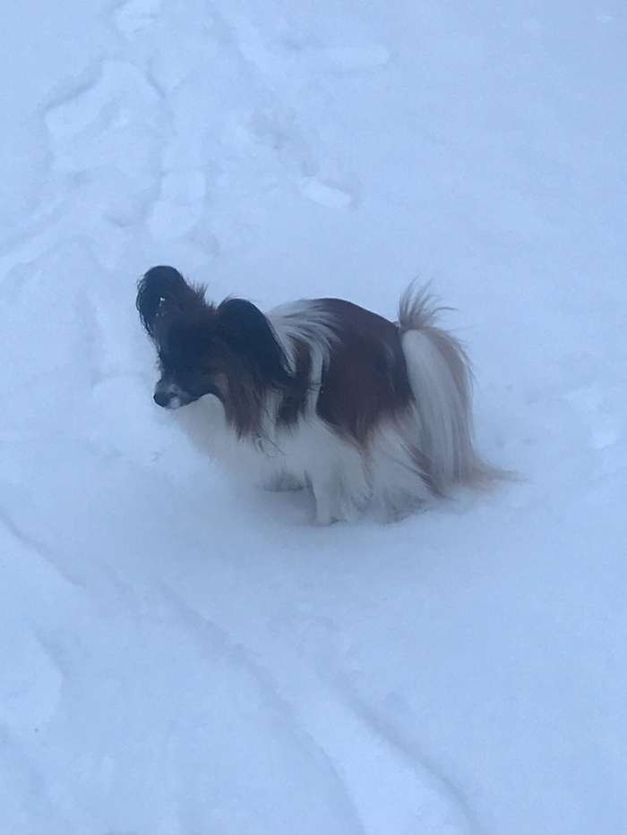 Мой бунтарь