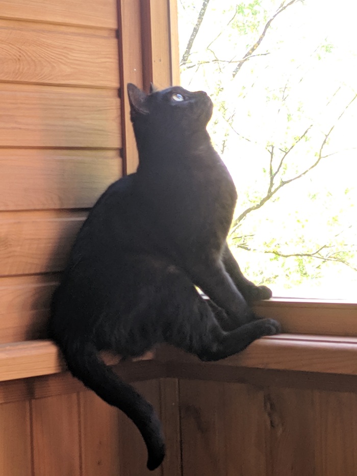 Бунд с котиками