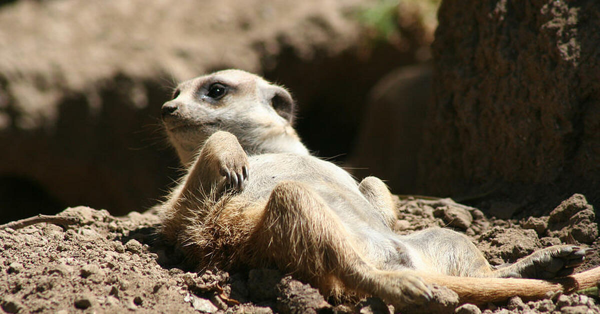 Сурикат ведет одиночный образ жизни. Сурикаты 2008. Сурикаты роют Норы. Meerkat ОГВУ. Лапа суриката.