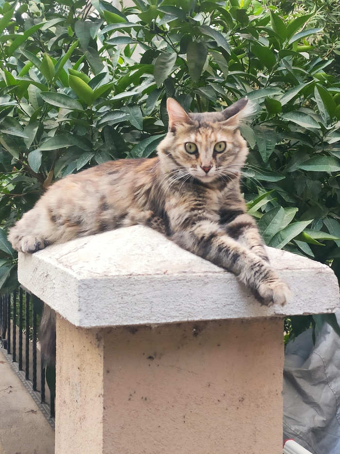 Кот, турецкий | Пикабу