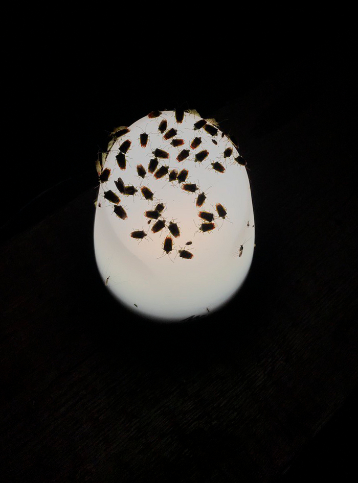 Клополампа