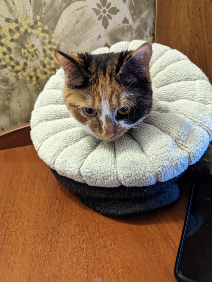 Бунтующая кошка