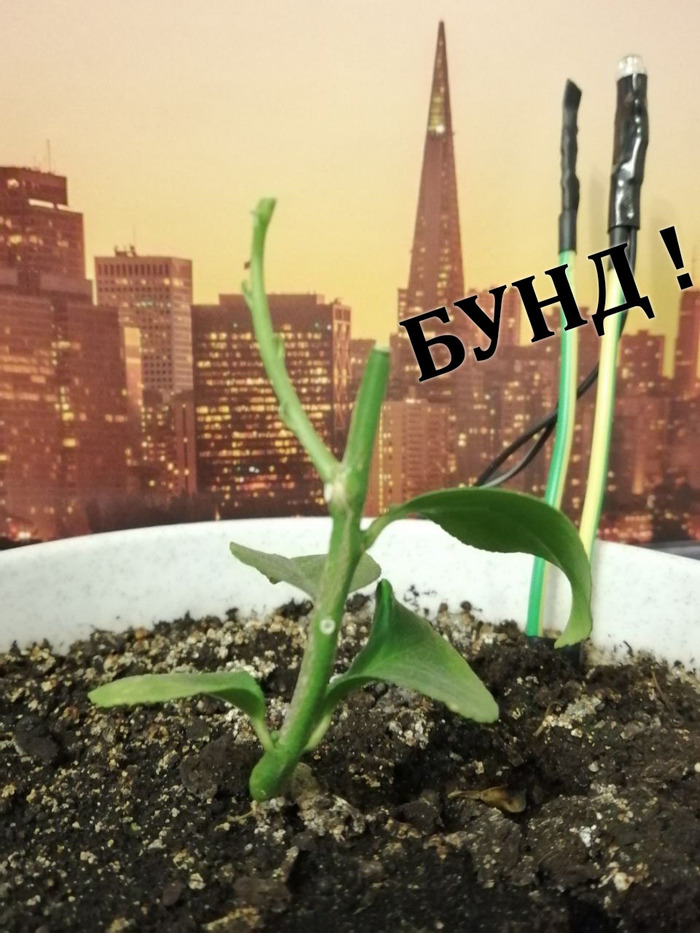 Одиночный пикет моего лимона