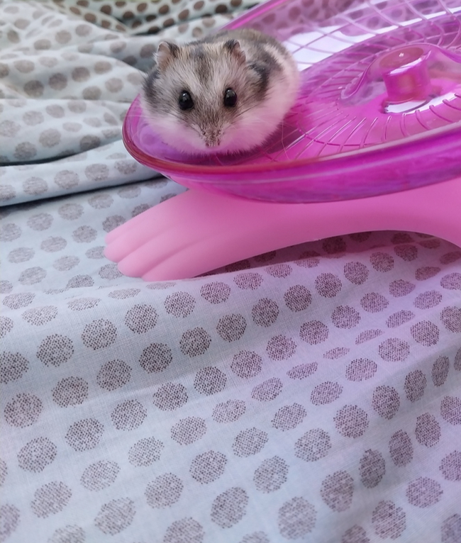 Хомячий бунт!