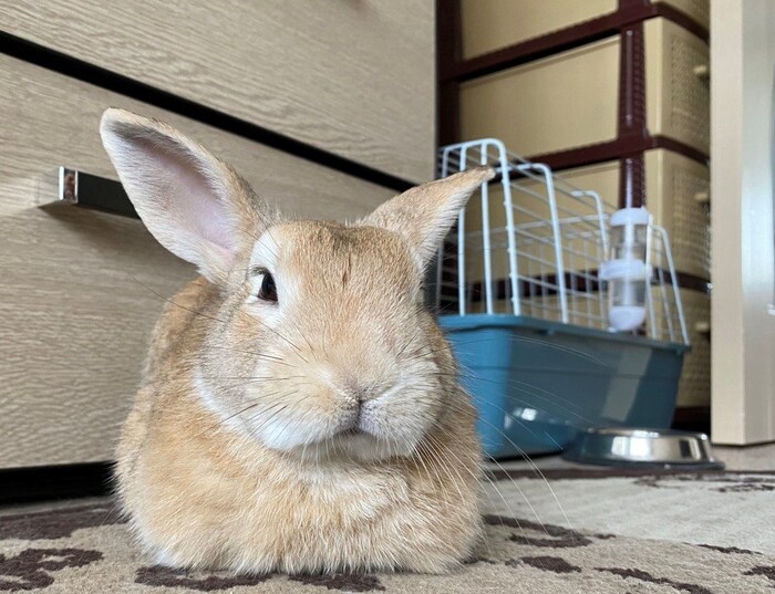 ���������� ������������