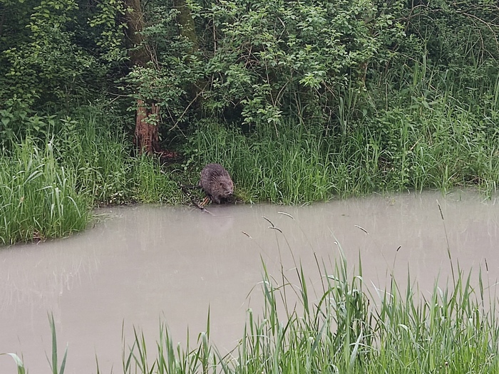 Даже бобёр бунтует
