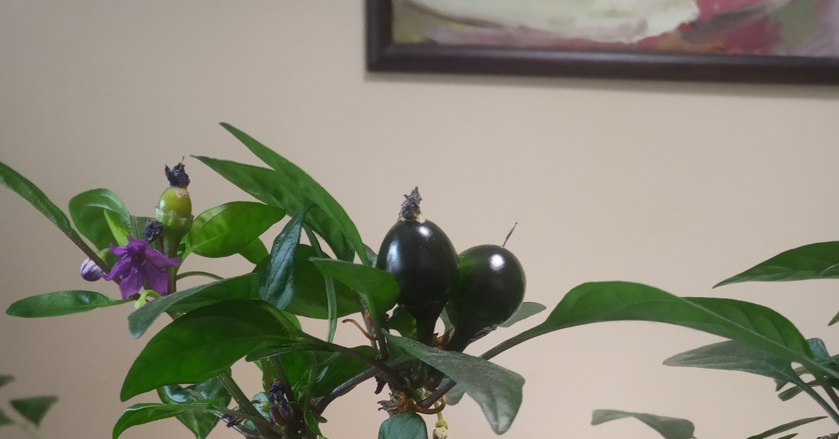 Чёрная жемчужина.Капитан Джек Воробей доволен | Пикабу