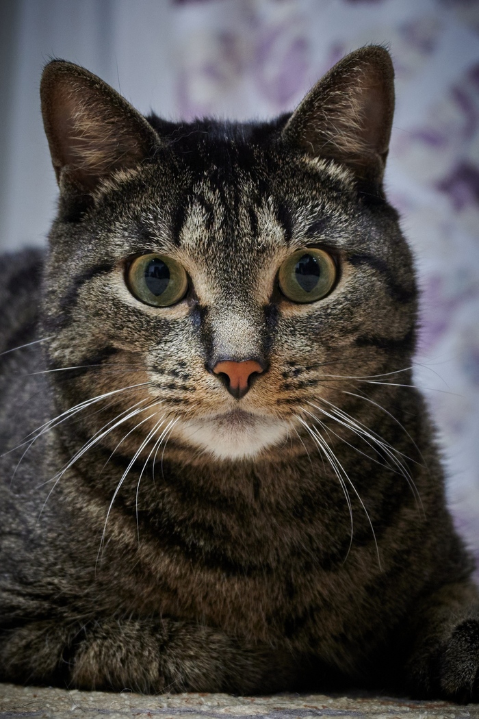 Коту тоже нужны плюсы :)