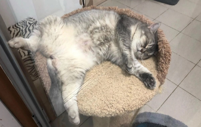 ���� ���������� ����