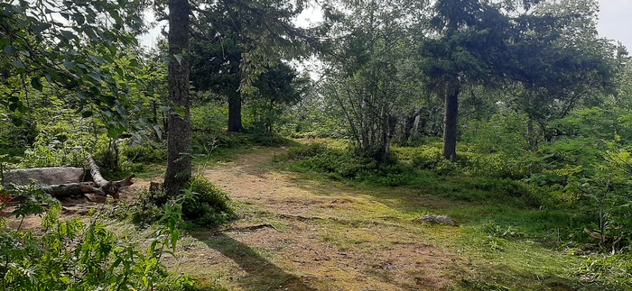 ������ ����