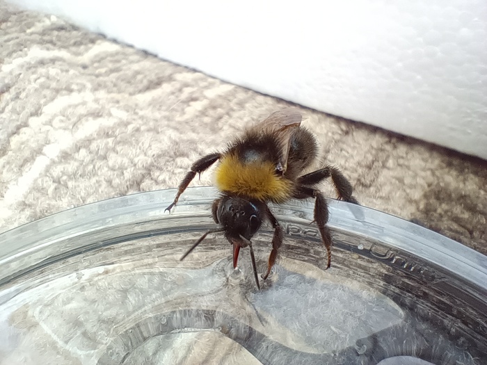 ������ �����