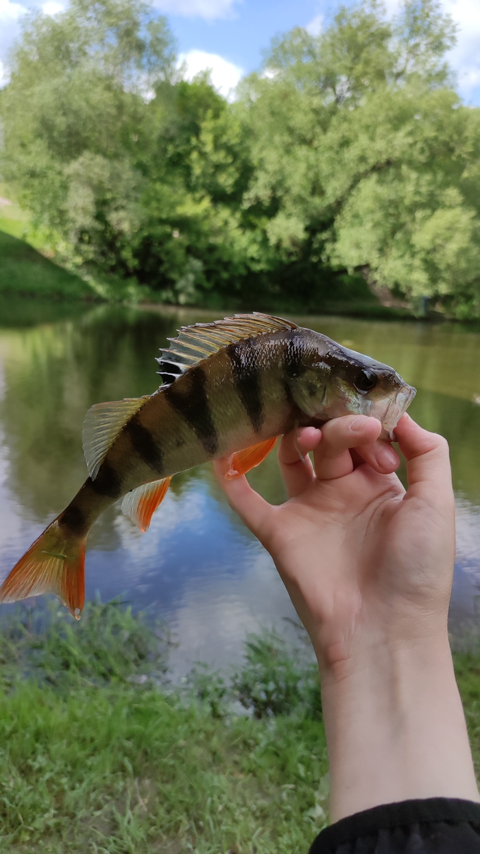 За бунд! За Пикабу!