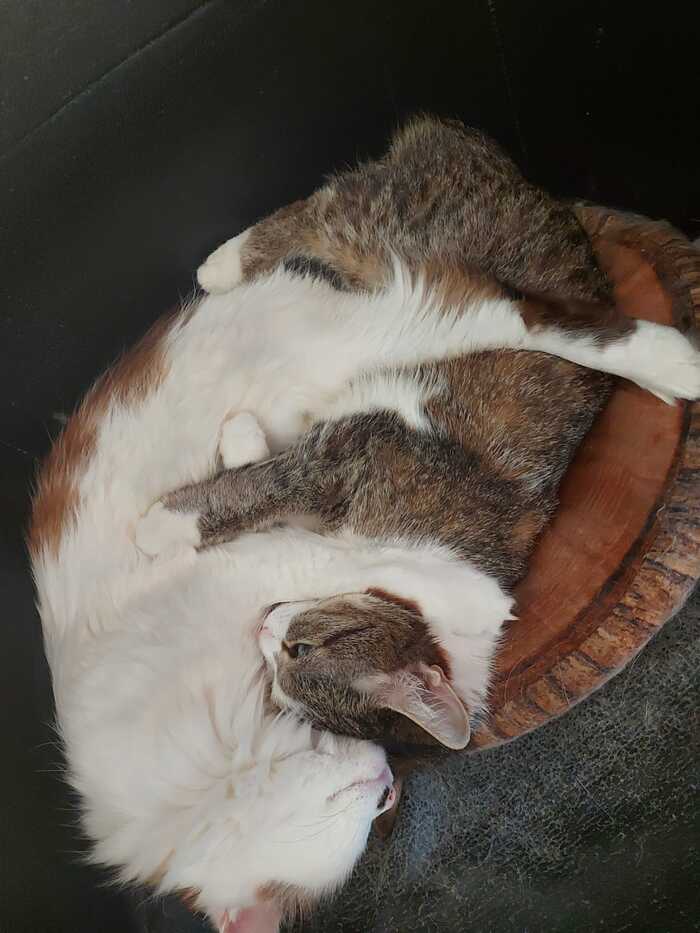 �������� ����