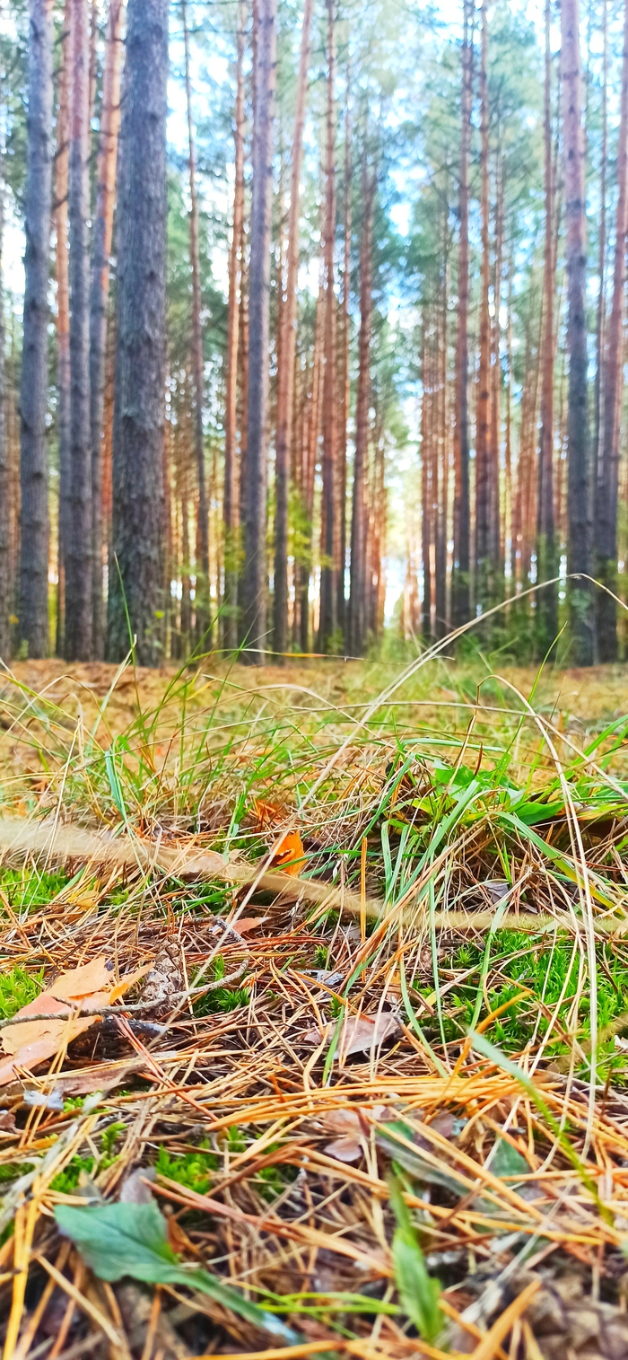 Немного леса в ленту
