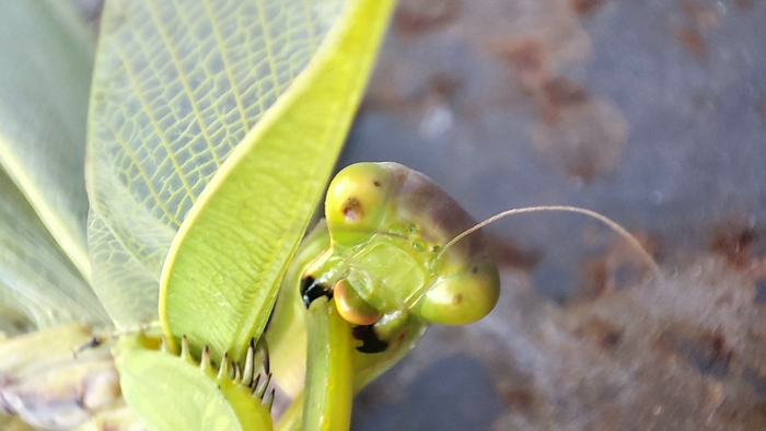 Репортаж с полей, "третий день бунта" | Пикабу