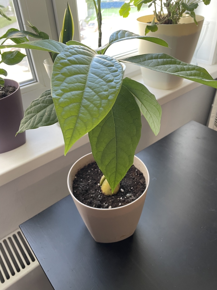 А можно и мне плюсов?)