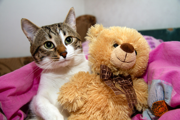 Котик и мишка просят плюсов :)