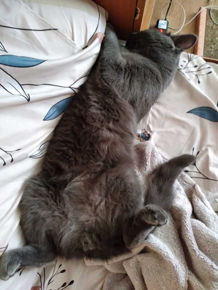 У меня есть кот, накидайте плюсов кому не жалко | Пикабу