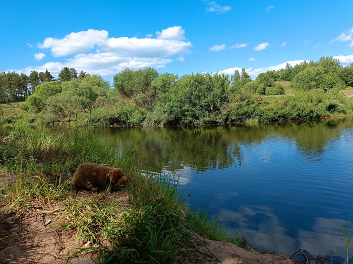 Путешествие бобра Путешествия, Бобры, Природа, Фото на тапок, Длиннопост